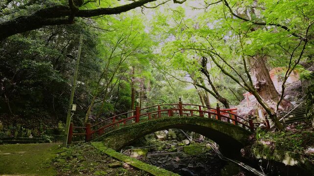 鮮やかな新緑の青もみじと清流に映える苔むした美しい赤い太鼓橋（佐賀県小城市）
