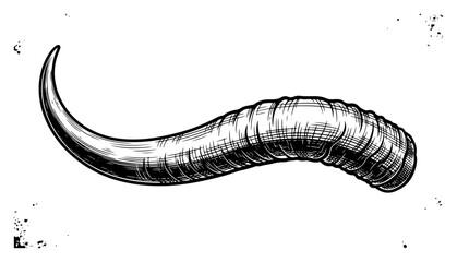 Sharp curved animal horn or tusk with organic textured surface, vintage hand-drawn specimen illustration for wildlife or tribal design © JakubVectorSketch