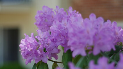 Obraz premium lavender flowers in the garden