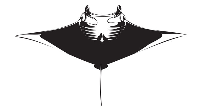 Black and white stingray, marine animal illustration, vector sting ray, ocean creature