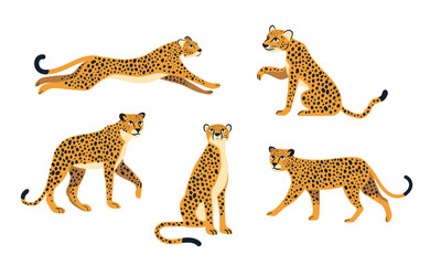 Obraz premium Cheetah Wildlife Illustration Set in Different Poses