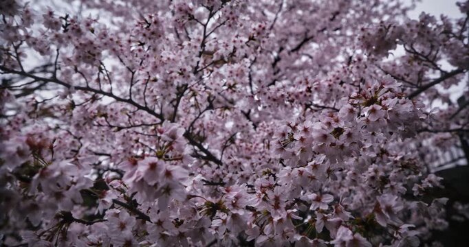 Low steady cam shot under spring cherry blossom branches in Japan