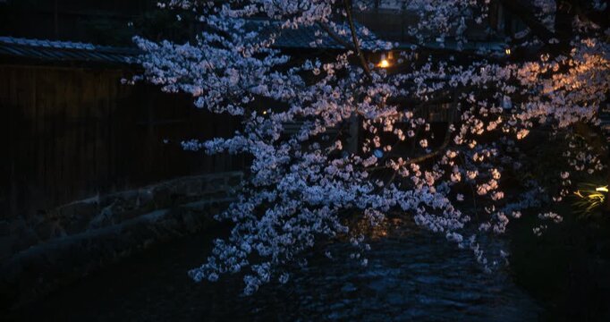 Steady cam movement across beautiful spring cherry blossom trees, lamps and steady stream in Japanese village