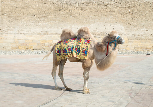 Bactrian camel or called two-humped camel is domestic animal in uzbekistan, central asia