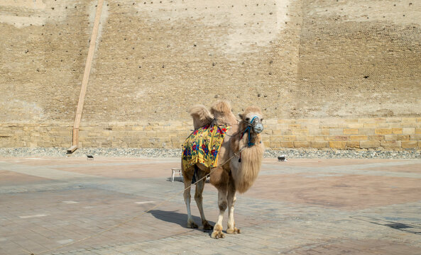 Bactrian camel or called two-humped camel is domestic animal in uzbekistan, central asia