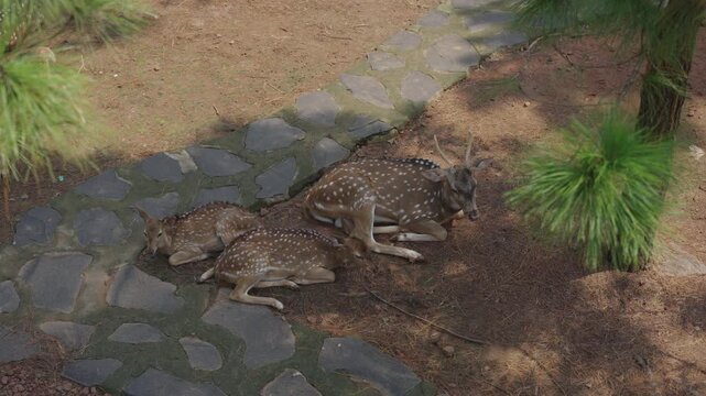 Spotted deer family resting on dry forest ground beside a stone path, surrounded by pine trees in a peaceful natural habitat during daytime.