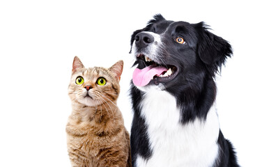 Fototapeta premium Portrait of a Scottish Straight cat and a Border Collie dog looking up, closeup, isolated on white background