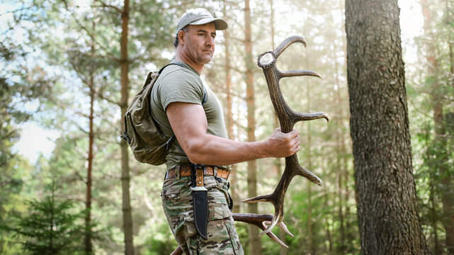 The hunter holds in his hands found fallen antlers. Collecting fallen deer antler in the hunting grounds is poaching.