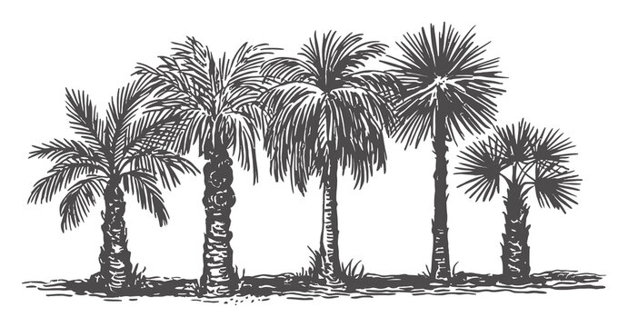 Hand-drawn of a cluster of palm trees in monochrome