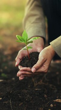 Elderly hands carefully holding a young green tree seedling with rich dark soil above bare ground, symbolizing care for the environment and future generations.