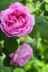 pink rose with green leaves © Iryna