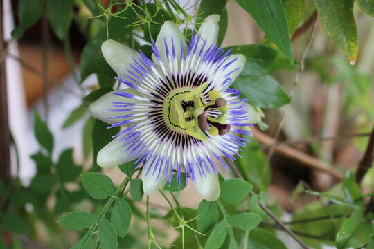 Fleur de passiflore bleue