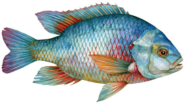 Watercolor blue tilapia fish swimming, isolated on transparent background, png