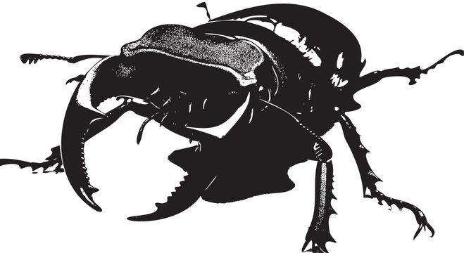 Black beetle, insect illustration, vector bug, wildlife icon