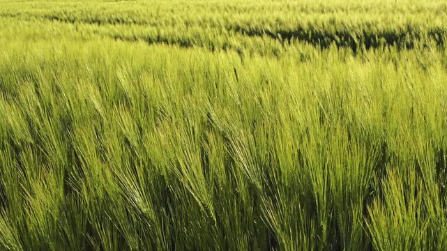 Sunlit green barley field with tall slender stalks gently waving in the wind