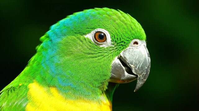 Parrot displaying bright green and yellow feathers while looking at camera. Close-up emphasizes intricate details of plumage. Concept of wildlife photography, nature exploration, avian enthusiasts