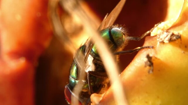 Blowfly (Lucilia sericata) insect consuming nutrients from broken rotting apple skin, close up shot, backlit soft light. Survival Instinct and Interconnection.