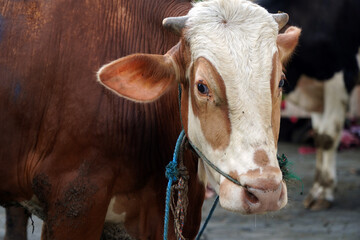 Close-up profile portrait of a brown and white Simmental cow tied with a rope halter. Domestic beef bull cattle at a livestock market preparing for Islamic Eid al Adha qurban sacrificial ritual. © Nungkysoer