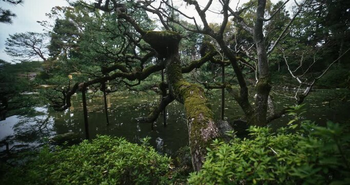 Beautiful moss covered tree hanging over large pond in Japan