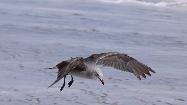 Seagull flying in slow motion at the beach