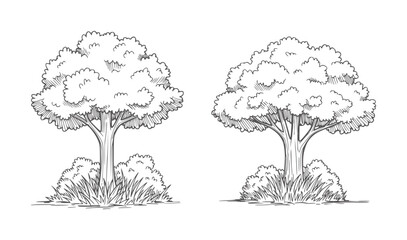 Two hand drawn trees with bushy foliage and grassy bases nature © Rakibul V