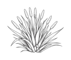 Vintage Engraving of a Plantain Weed with Seed Heads and Leaves botanical © Rakibul V