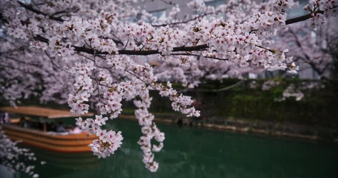 Slow motion panning shot across Japanese cherry blossoms as boat floats by in water nearby
