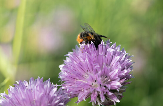 A close-up of a small bumblebee searching for pollen on the flowers of chives.