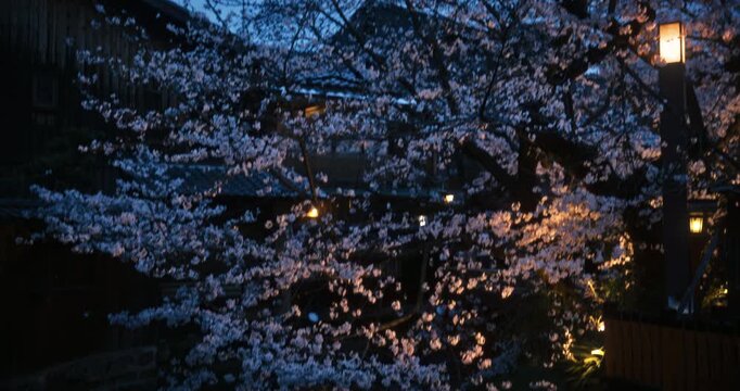 Calm stream and beautiful spring cherry blossoms in old Japanese village at night - tilt up shot