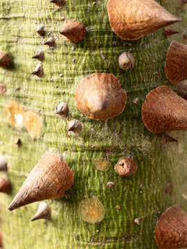 Close Up Texture of Spiny Chorisia Speciosa Tree Bark