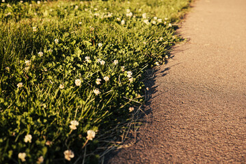 Fototapeta premium Sunlit grassy roadside with small white clover flowers beside a walking path during golden hour. Warm evening light creates peaceful summer atmosphere and natural outdoor scenery. Empty pathway.