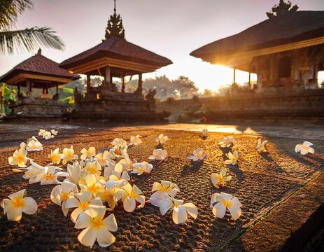 nyepi day frangipani flowers and temple courtyard in soft morning light during nyepi day bali