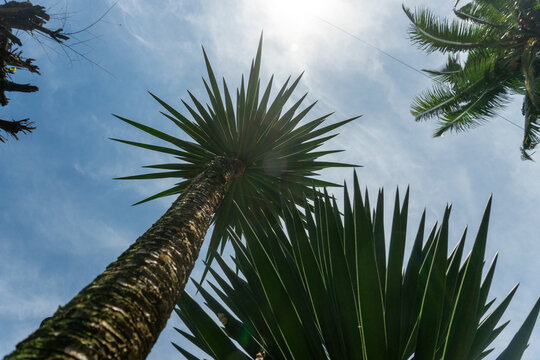 The tropical tree, Dracaena cochinchinensis, is often recognized by its pointed, sword-shaped leaves.