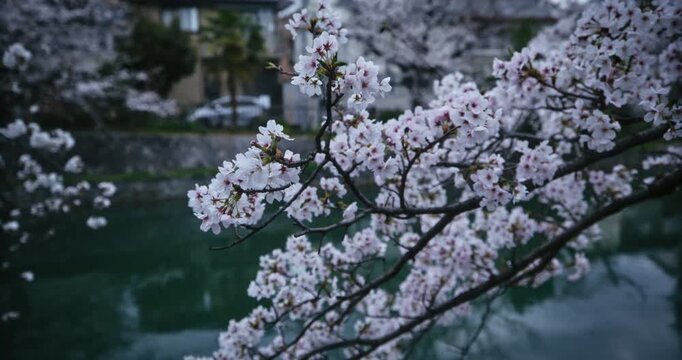 Panning shot across cherry blossom tree branch hanging over still river in Japanese city