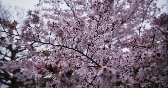 Spring cherry blossoms branches - low, steady cam shot