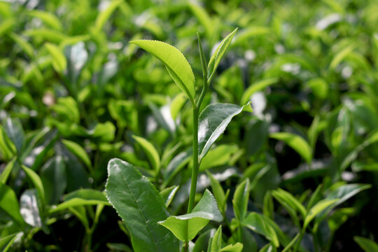 Healthy green tea plant sprout close up in agricultural field