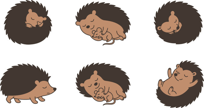 Cute hedgehog sleeping in cozy position