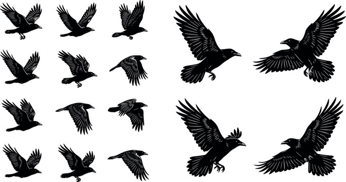 Flying Crow and Raven Silhouette Collection with Detailed Black Bird Poses for Gothic, Halloween, and Wildlife Designs
