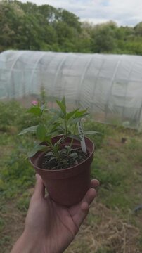 Hand holding potted hydrangea paniculata limelight sapling
