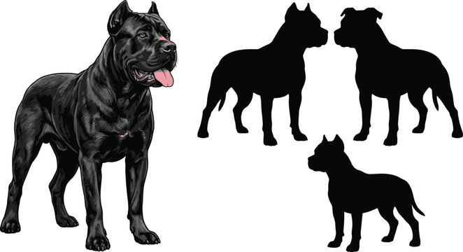 Cane Corso dog illustration set featuring realistic portrait and silhouette poses of powerful guard breed
