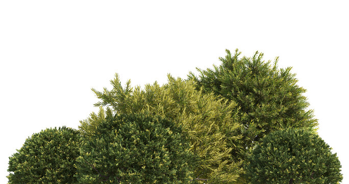 Green Trees on transparent background. are Forest and foliage in summer for both printing and web pages with cut path and alpha channel