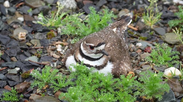 Killdeer Mother Protects Newborn Chick from Rain Among Unhatched Eggs