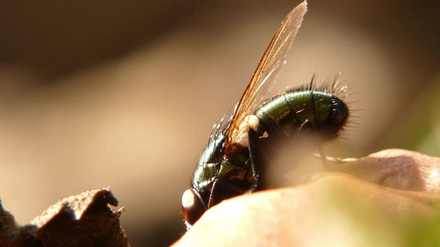 Detailed wings and bristles on body of green scavenger fly feeding on decomposing apple, macro shot, backlit sunny day. Tiny World and Hard Work.