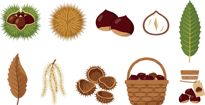 Fresh Chestnut Vector Element Set Featuring Whole Nuts Half Section Spiky Green and Brown Burs Autumn Leaves Catkin Flower Basket and Glass Jar