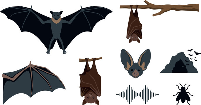 Bat Vector Element Set Featuring Flying and Hanging Bats Wing Head with Big Ears Cave Echolocation Soundwaves and Insect Prey Icons