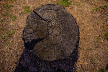 Fototapeta premium Top down view of weathered wooden tree stump showing annual growth rings