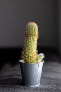 Conceptual green cactus in metal pot with an unintended funny phallic shape, visual metaphor
