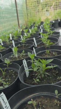 Growing limelight hydrangea seedlings in greenhouse pots