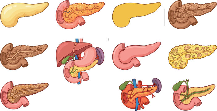Human Pancreas Anatomy Illustration Set with Digestive System Organs, Medical Diagrams, and Internal Healthcare Education Elements