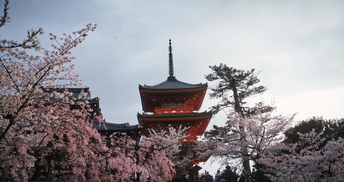 Low, slow motion shot of spring cherry blossoms in front of ancient Japanese structure